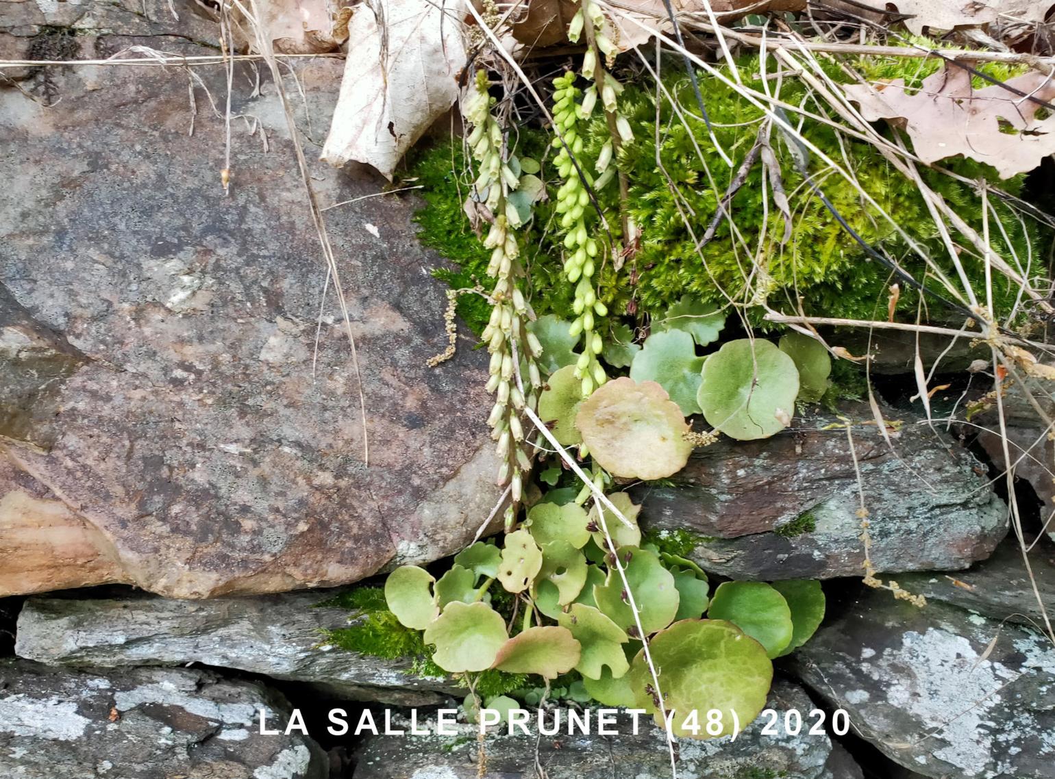 Pennywort, Wall